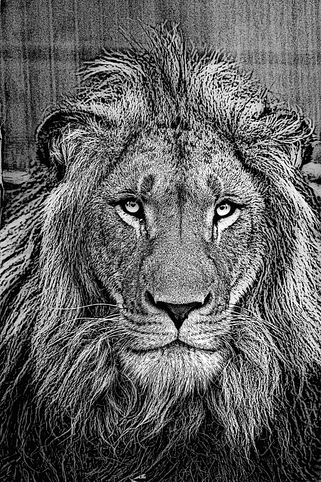 A Lion's Roar Poetry